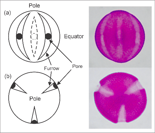 Pollen morphological regions